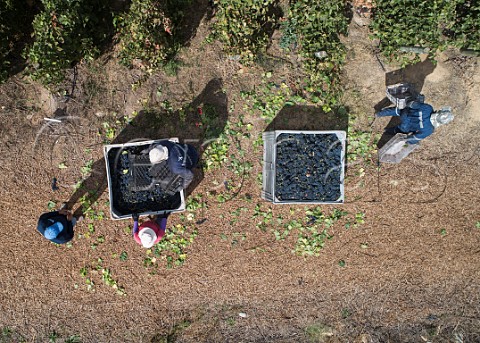 Removing leaves from bins of Syrah grapes in vineyard of Montes Apalta Colchagua Valley Chile