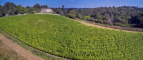 Pinotage vineyard below the house at Leonardslee Gardens Lower Beeding Horsham Sussex England