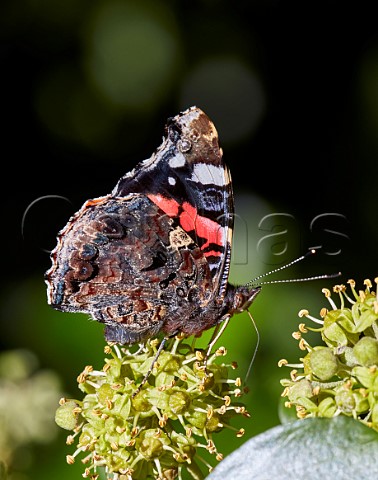 Red Admiral nectaring on Ivy flowers Hurst Meadows East Molesey Surrey UK