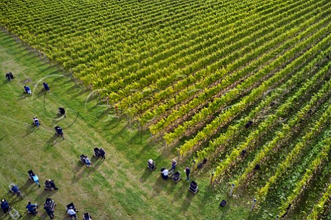 Picking Pinot Meunier grapes in vineyard of Tinwood Estate Halnaker Chichester Sussex England