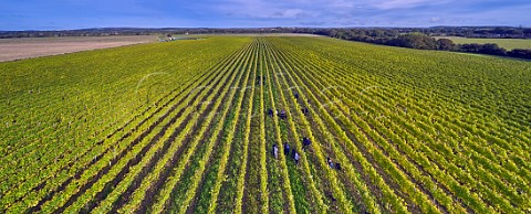 Picking Pinot Meunier grapes in vineyard of Tinwood Estate Halnaker Chichester Sussex England