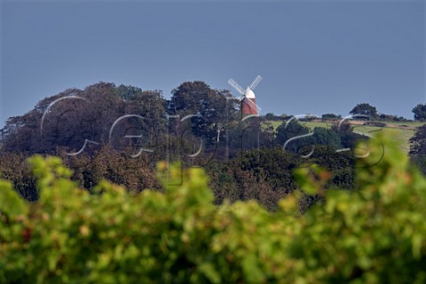 Pinot Noir vines in vineyard of Tinwood Estate with Halnaker Windmill in distance Chichester Sussex England