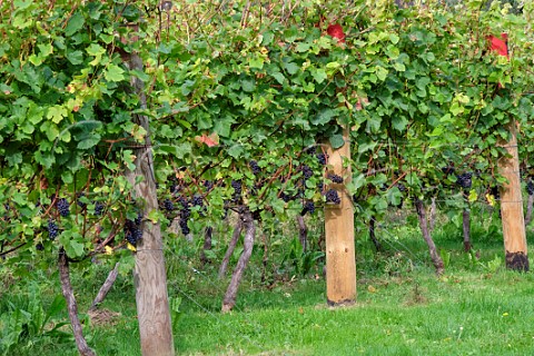 Pinot Noir vines in vineyard of Tinwood Estate Halnaker Chichester Sussex England