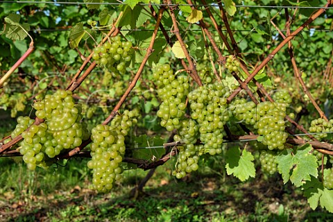 Chardonnay grapes in vineyard of Tinwood Estate Halnaker Chichester Sussex England