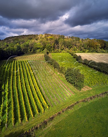 Godstone Vineyards on the North Downs  Godstone Surrey England