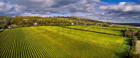 Vineyards of Squerryes Estate at the foot of the North Downs Westerham Kent England