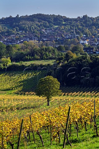 Autumn in the vineyards of Denbies Wine Estate Dorking Surrey England