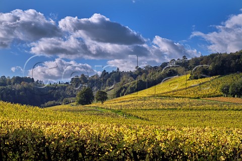 Autumn in the vineyards of Denbies Wine Estate Dorking Surrey England