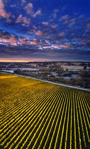 Dawn over Burges Field Vineyard of The Grange Hampshire with the frostcovered Itchen Valley beyond Itchen Stoke Hampshire England