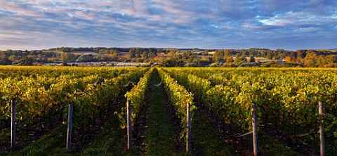 Autumnal Pinot Noir in Burges Field Vineyard of The Grange Hampshire with the Itchen Valley beyond Itchen Stoke Hampshire England