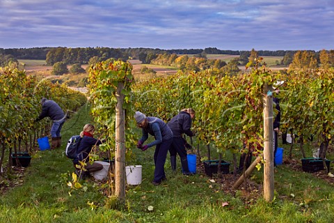 Picking Pinot Noir grapes in Burges Field Vineyard of The Grange Hampshire Itchen Stoke Hampshire England