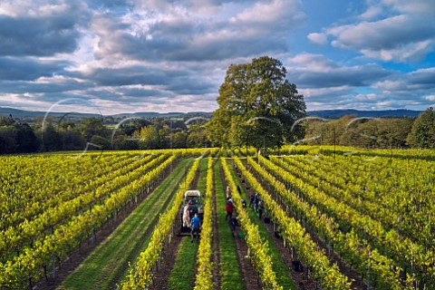 Picking Pinot Blanc grapes in the vineyard of Stopham Estate with the South Downs in the distance  Stopham Sussex England