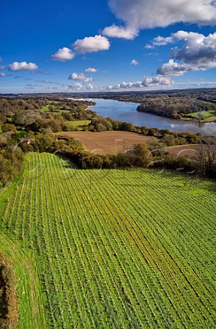 Young vineyard of Kingscote Estate above Weir Wood Reservoir East Grinstead Sussex England