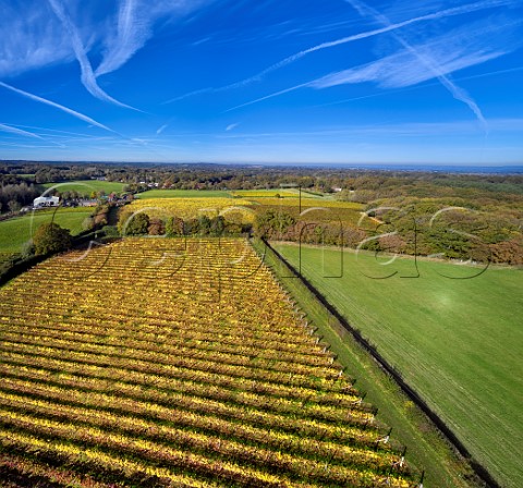 Biddenden Vineyards Biddenden Kent England