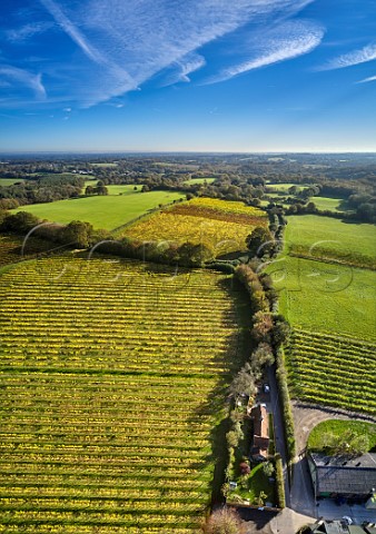 Autumnal Ortega vines at Biddenden Vineyards Biddenden Kent England