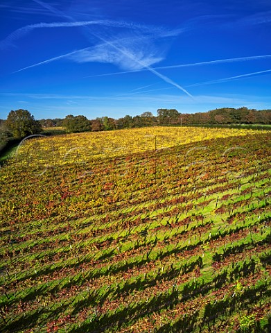 Biddenden Vineyards Biddenden Kent England