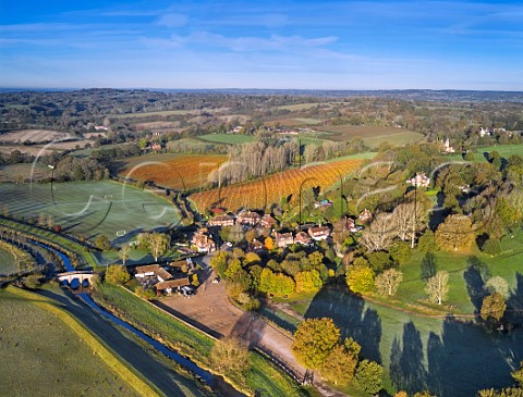 Vineyards of Sedlescombe Organic by the village of Bodiam East Sussex England