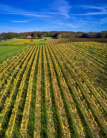 Autumnal Ortega vines at Biddenden Vineyards Biddenden Kent England