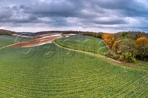 Young vineyard of Silverhand Estate in the Bush Valley Upper Bush Cuxton Kent England