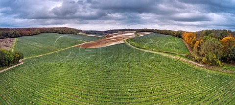 Young vineyard of Silverhand Estate in the Bush Valley Upper Bush Cuxton Kent England