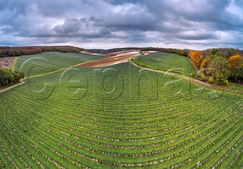 Young vineyard of Silverhand Estate in the Bush Valley Upper Bush Cuxton Kent England