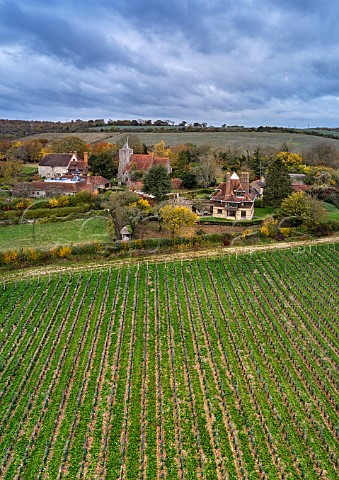 Young vineyard of Silverhand Estate by the village of Luddesdown and its 13thcentury church Gravesham Kent England