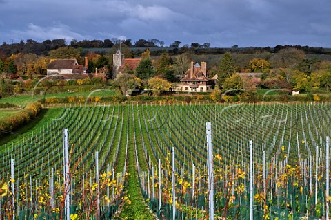 Young Solaris vineyard of Silverhand Estate by the village of Luddesdown and its 13thcentury church Gravesham Kent England