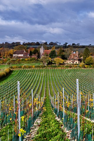 Young Solaris vineyard of Silverhand Estate by the village of Luddesdown and its 13thcentury church Gravesham Kent England