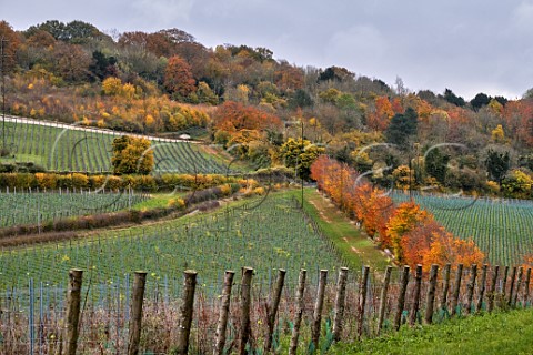 Young vineyard of Silverhand Estate at Luddesdown Gravesham Kent England
