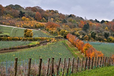 Young vineyard of Silverhand Estate at Luddesdown Gravesham Kent England