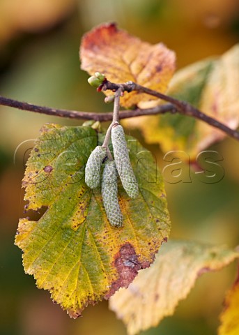 Autumnal Hazel leaf with male catkins and female flower buds in November   Hurst Meadows East Molesey Surrey England