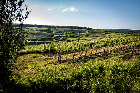 Vineyard on the Gaisberg with Ried Grub beyond Kammern Niederosterreich Austria   Kamptal