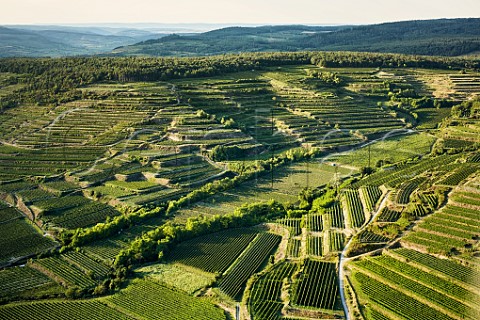 Terraced vineyards in the Kamptal region Heiligenstein left and Gaisberg right  Niederosterreich Austria   Kamptal