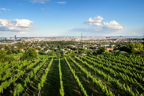 Vineyard on the Steinberg above Vienna Grinzing Austria  Wien