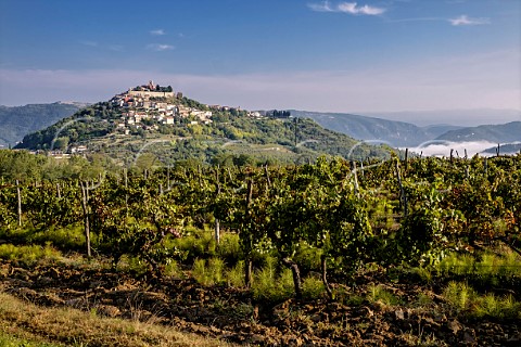 Vineyard with the hilltop village of Motovun beyond  Istria Croatia