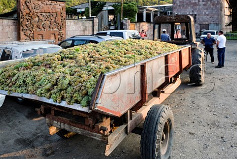 Trailer of harvested grapes waiting to unload at the winery in Ijevan  Aghtsev Valley Armenia