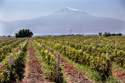 Vineyard at Artashat in Armenia with Mount Ararat beyond in Turkey