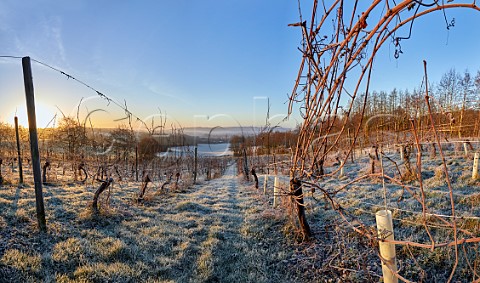 Frosty morning at Godstone Vineyards Godstone Surrey England