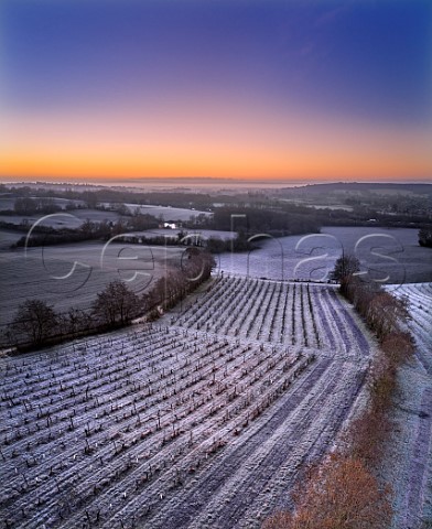 Frosty dawn at Godstone Vineyards Godstone Surrey England