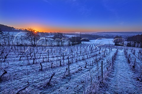 Frosty sunrise at Godstone Vineyards Godstone Surrey England