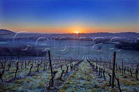 Winter sunrise over the vineyards of Denbies Wine Estate Dorking Surrey England