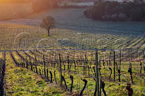 Early winter morning in the vineyards of Denbies Wine Estate Dorking Surrey England