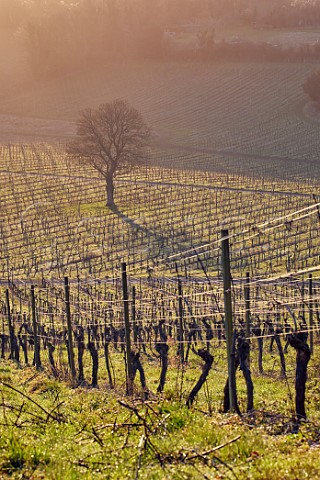 Early morning in the recently pruned vineyard of Denbies Wine Estate Dorking Surrey England