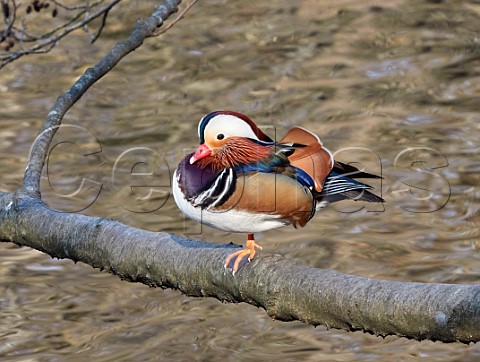 Mandarin Duck perched on a branch Wimbledon Common Lake London UK