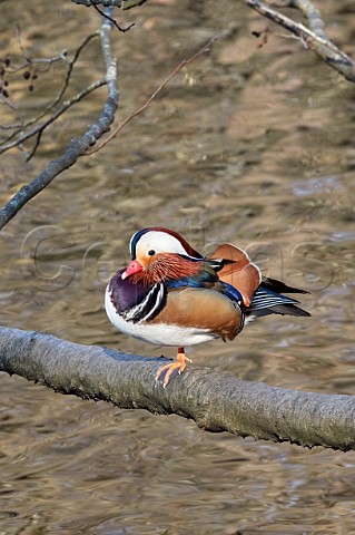 Mandarin Duck perched on a branch Wimbledon Common Lake London UK