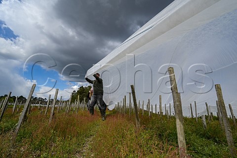 Covering vines with fabric in vineyard of Liber Pater to protect them from spring frost Landiras Gironde France Graves  Bordeaux