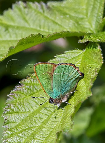 Green Hairstreak form punctata  Molesey Reservoirs Nature Reserve West Molesey Surrey UK