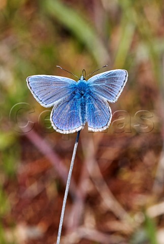 Common Blue male  Molesey Reservoirs Nature Reserve West Molesey Surrey England