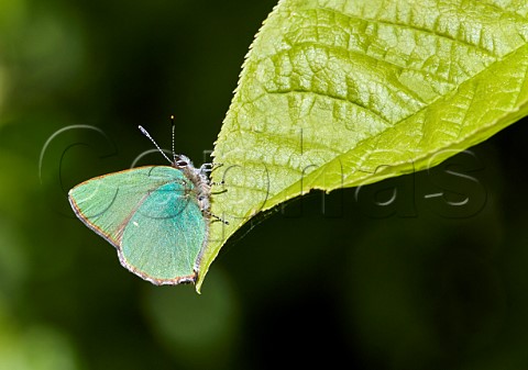 Green Hairstreak perched on leaf  Molesey Reservoirs Nature Reserve West Molesey Surrey England