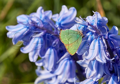 Green Hairstreak nectaring on bluebells  Molesey Reservoirs Nature Reserve West Molesey Surrey England
